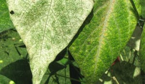 Spider Mite damage to leaves