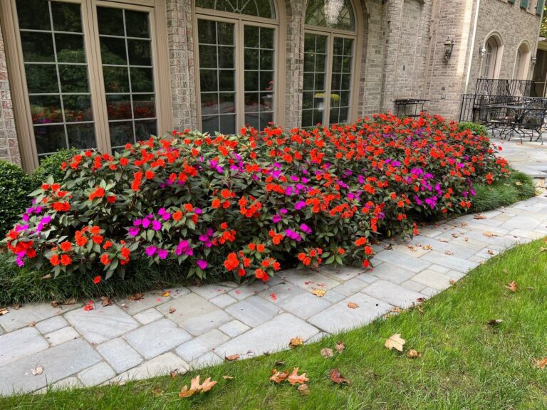 summer annual plants border bed of impatiens