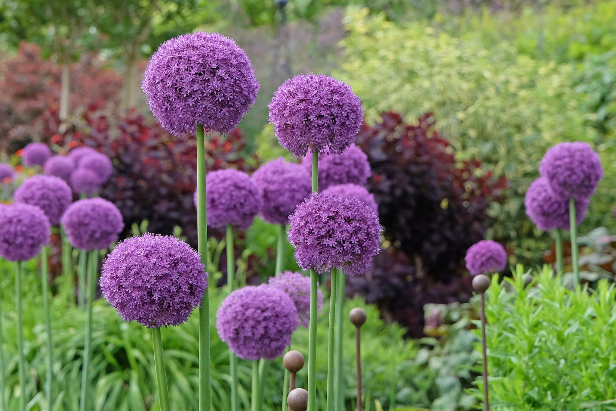 native purple allium graces a pollinator friendly garden in great falls virginia