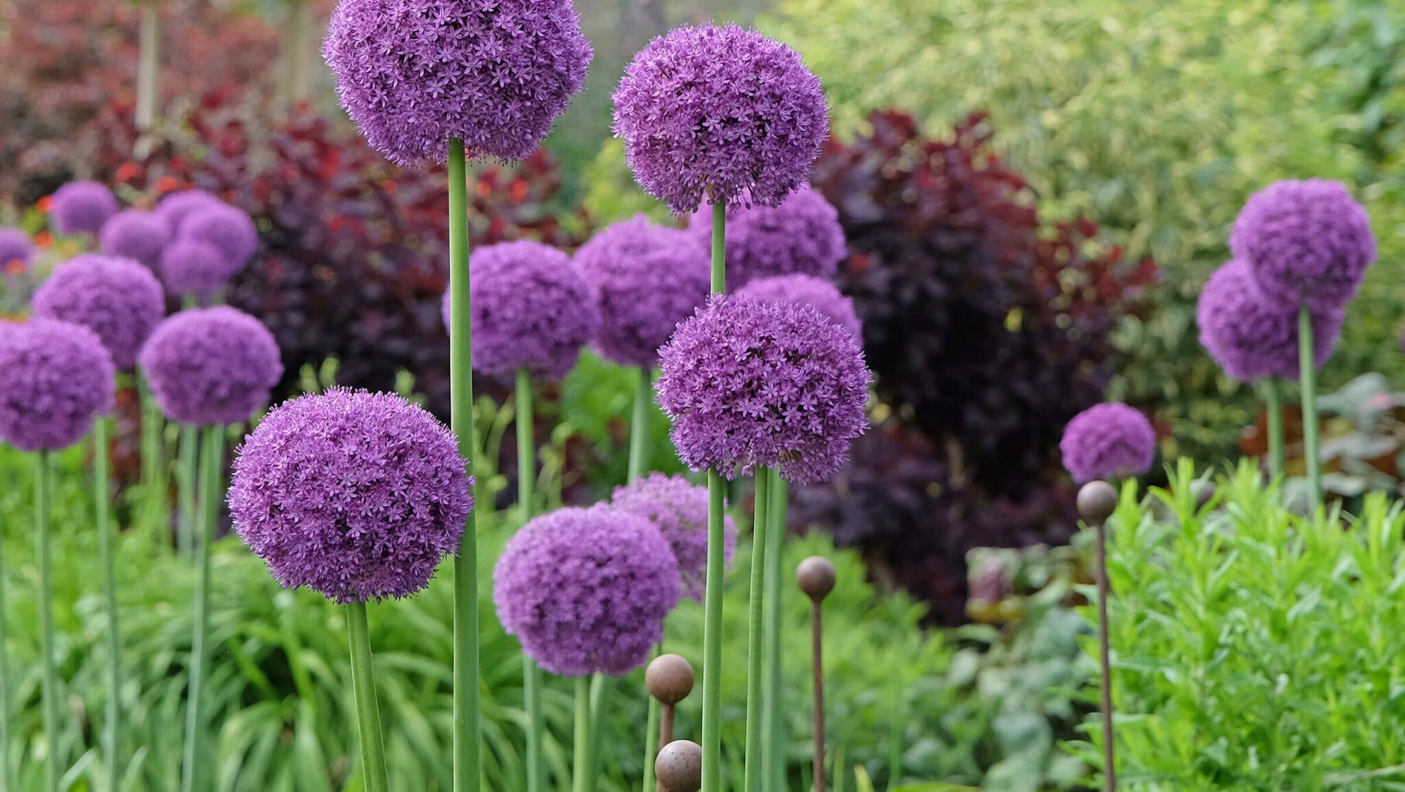 native purple allium attracts butterflies and bees