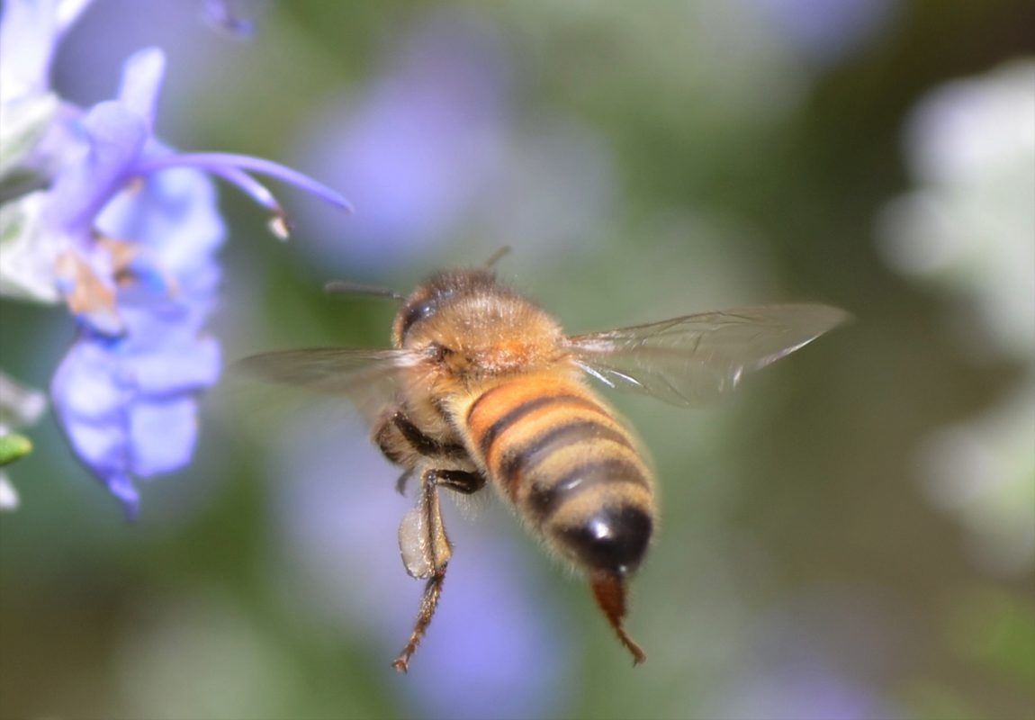 honeybee feeding on a native pollinator friendly garden flower