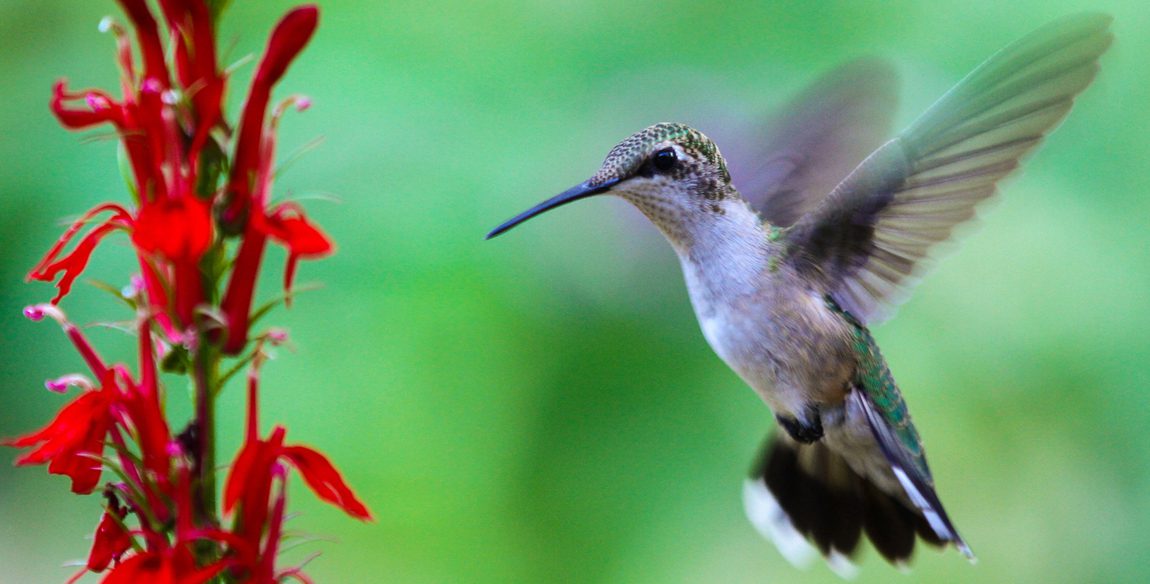 red flowers are a hummingbird magnet