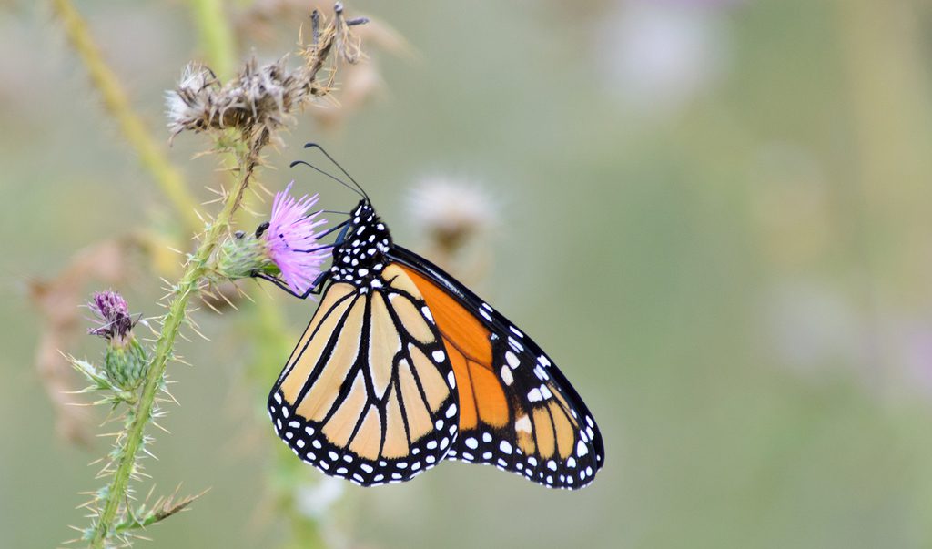 monarch butterfly feeding on a native thistle