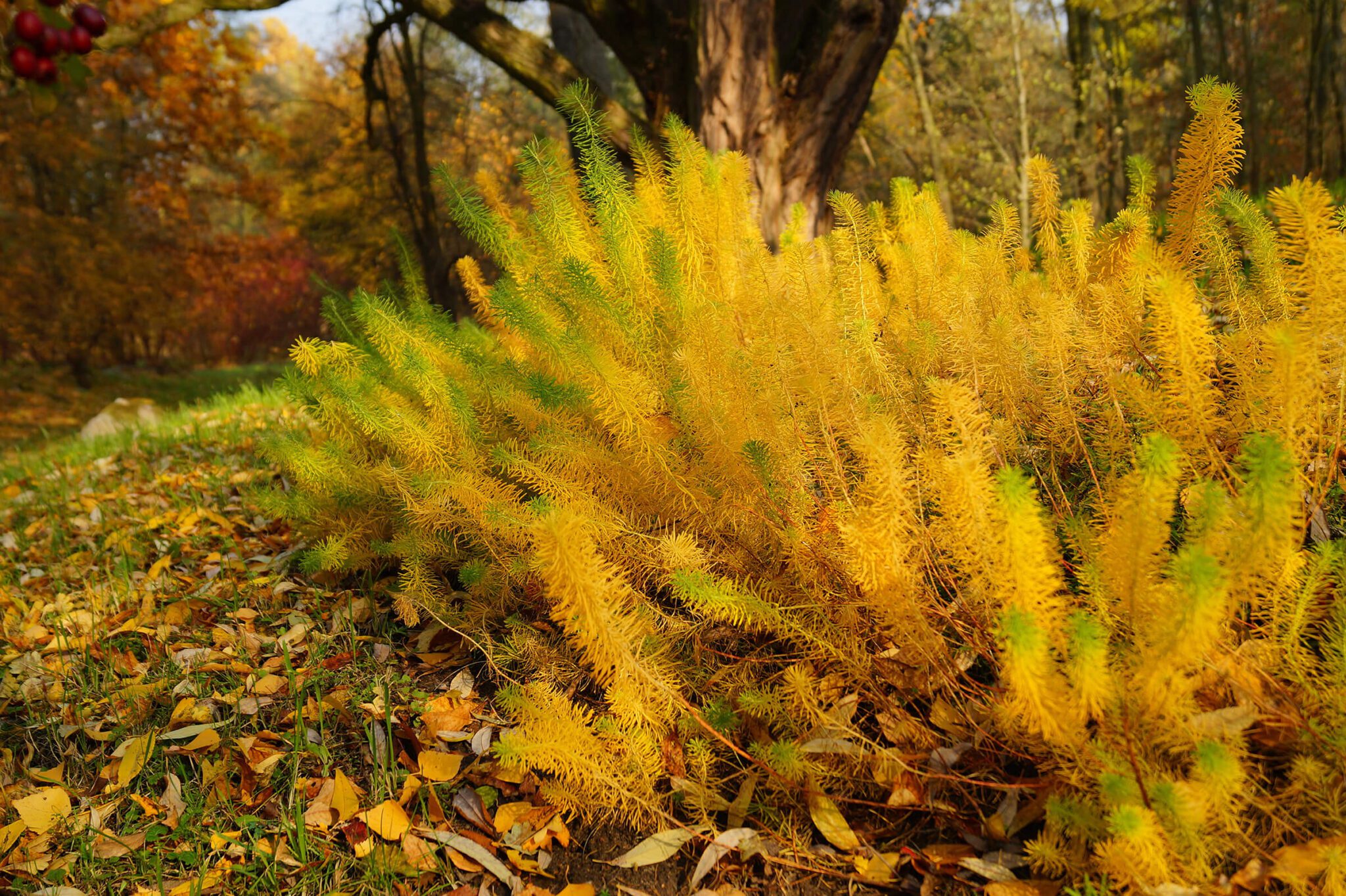 native threadleaf fbue star show golden autumn color