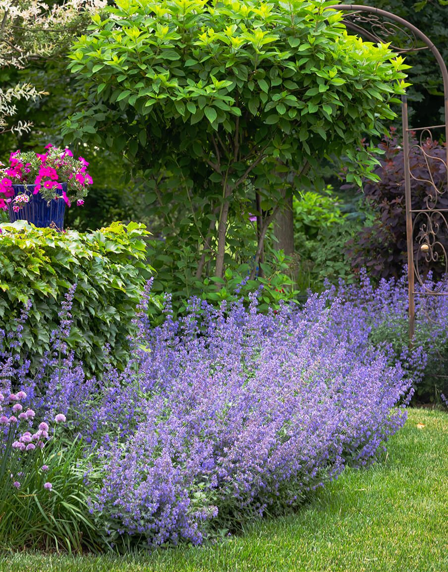 catmint and allium border a pollinator friendly garden