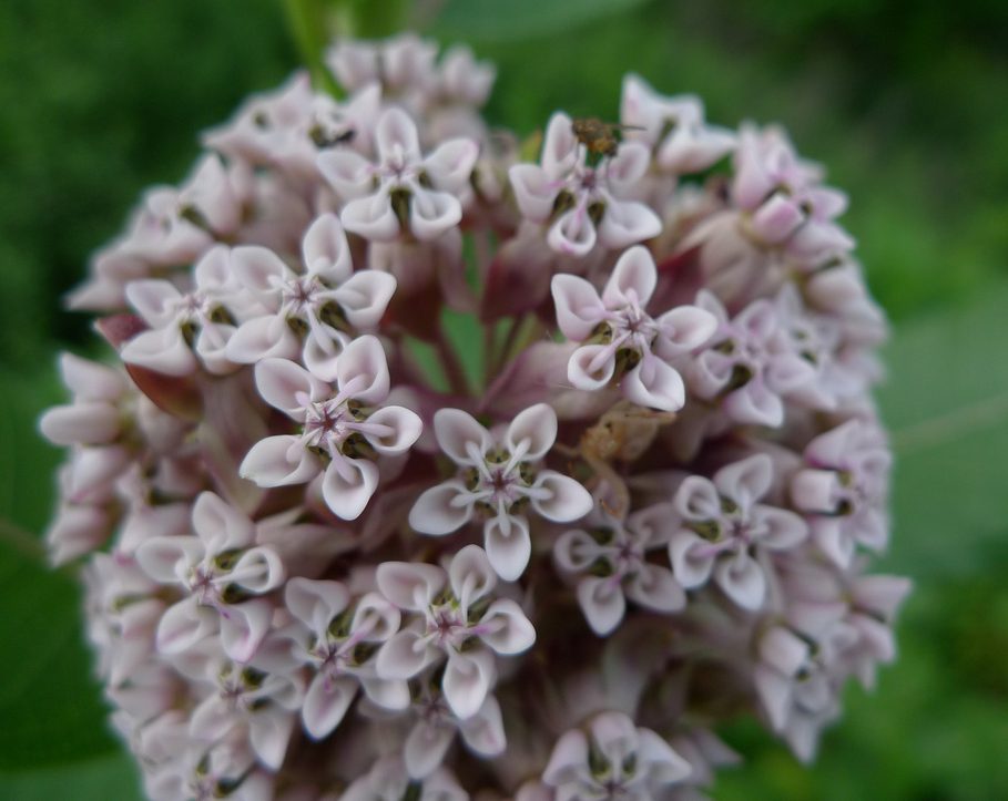 a northern virginia native milkweed flower cluster