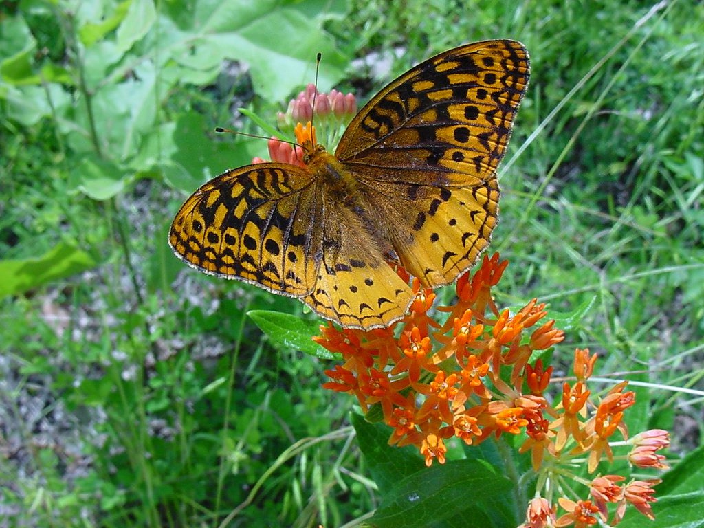 spangled fritillary feeding on orange butterfly weed (a species of milkweed