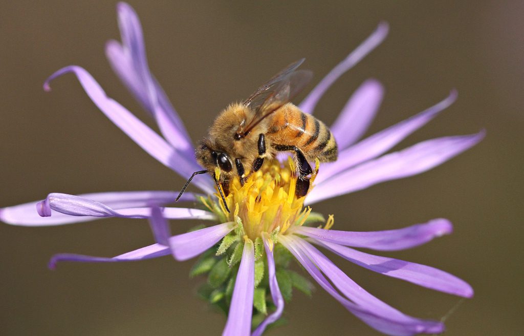 honeybee sippiing nectar from a purple aster