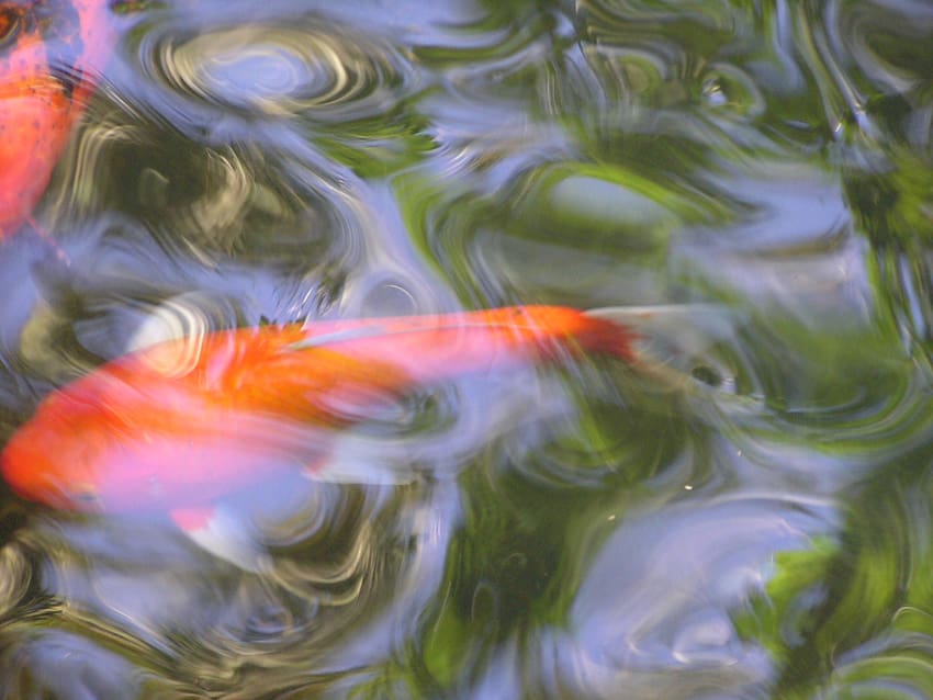 02 koi painterly