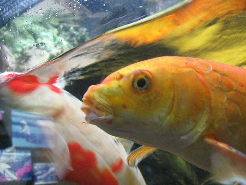 03 koi close up