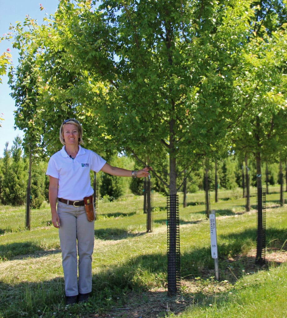shade trees in nursery red maple