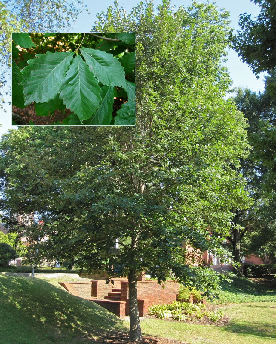 03a swamp white oak by BRUCE KIRCHOFF