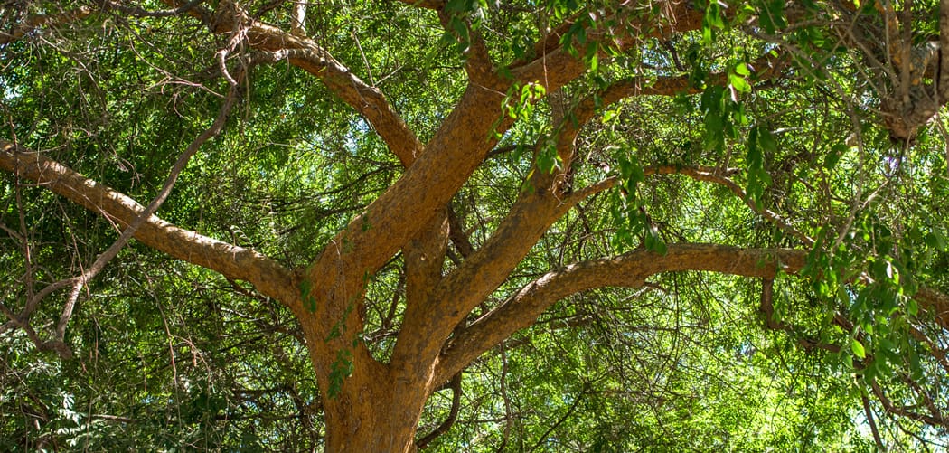 chinese elm tree