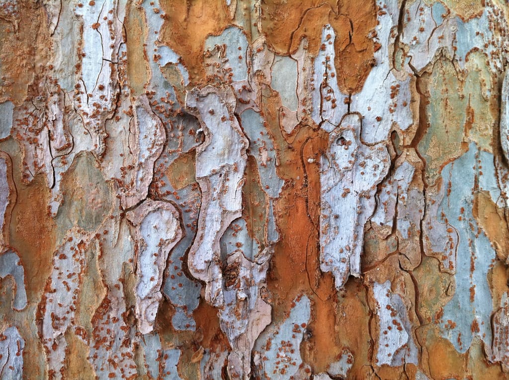 chinese elm bark