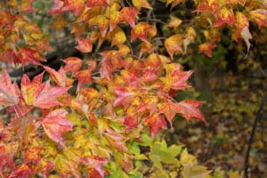 trident maple leaves