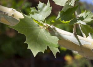 sycamore leaf and bark