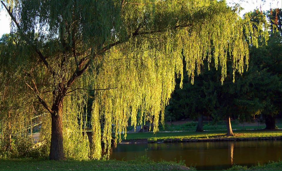 weeping willow near pond