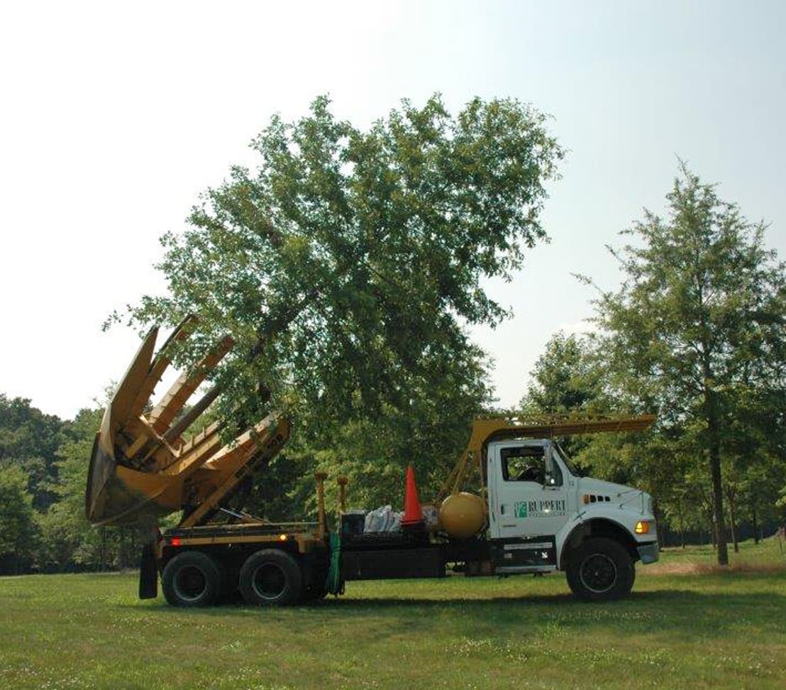 large shade tree on tree spade truck