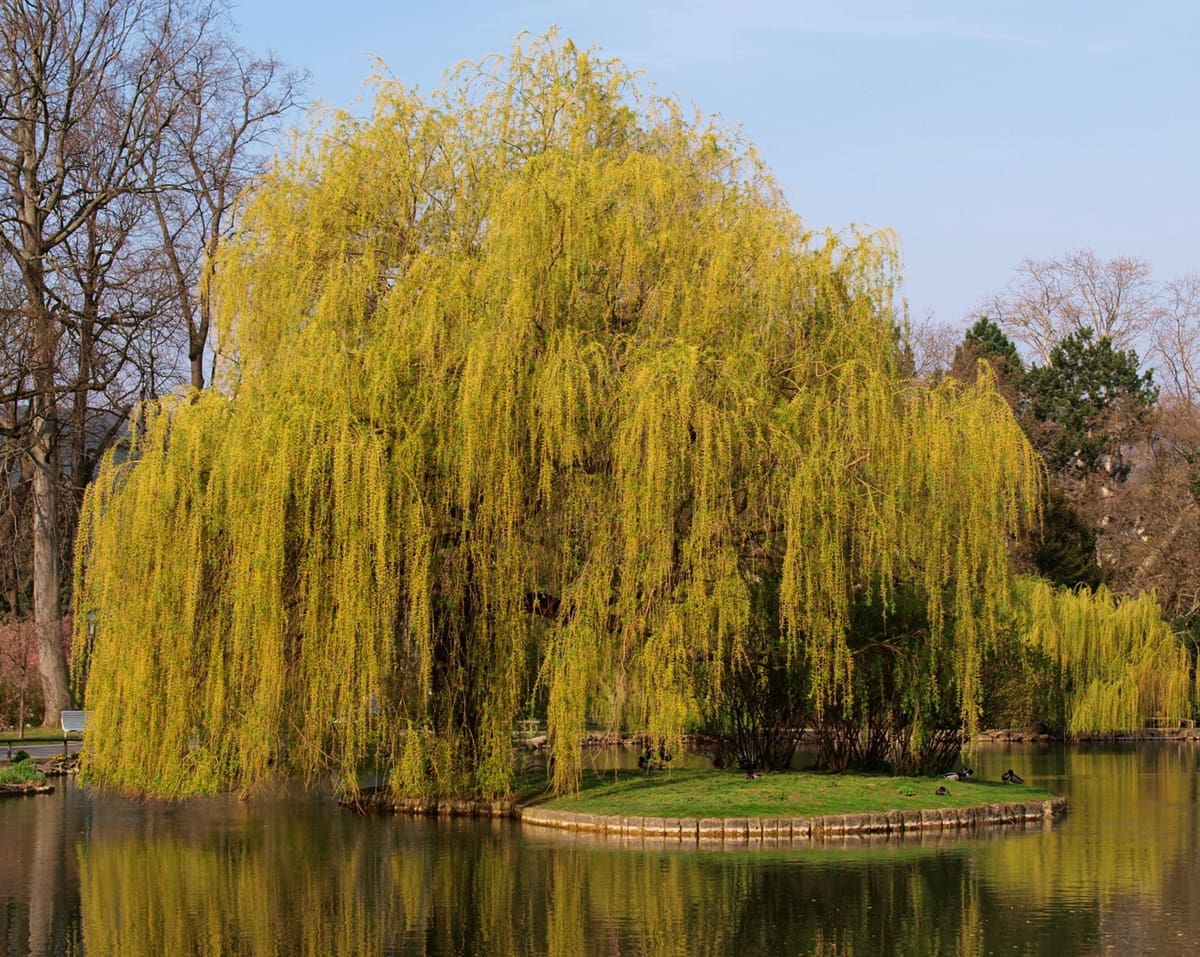 weeping willow autumn color