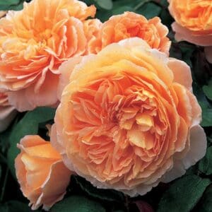 english rose princess margareta