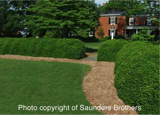 boxwood hedge of rounded plants