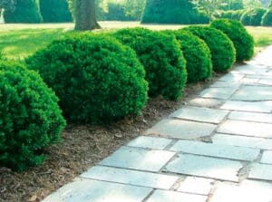 boxwood justin brouwers variety