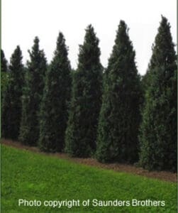 boxwood dee runk variety