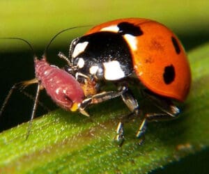 Ladybugs like aphids as much as you dislike them.