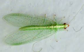 3b green lacewing
