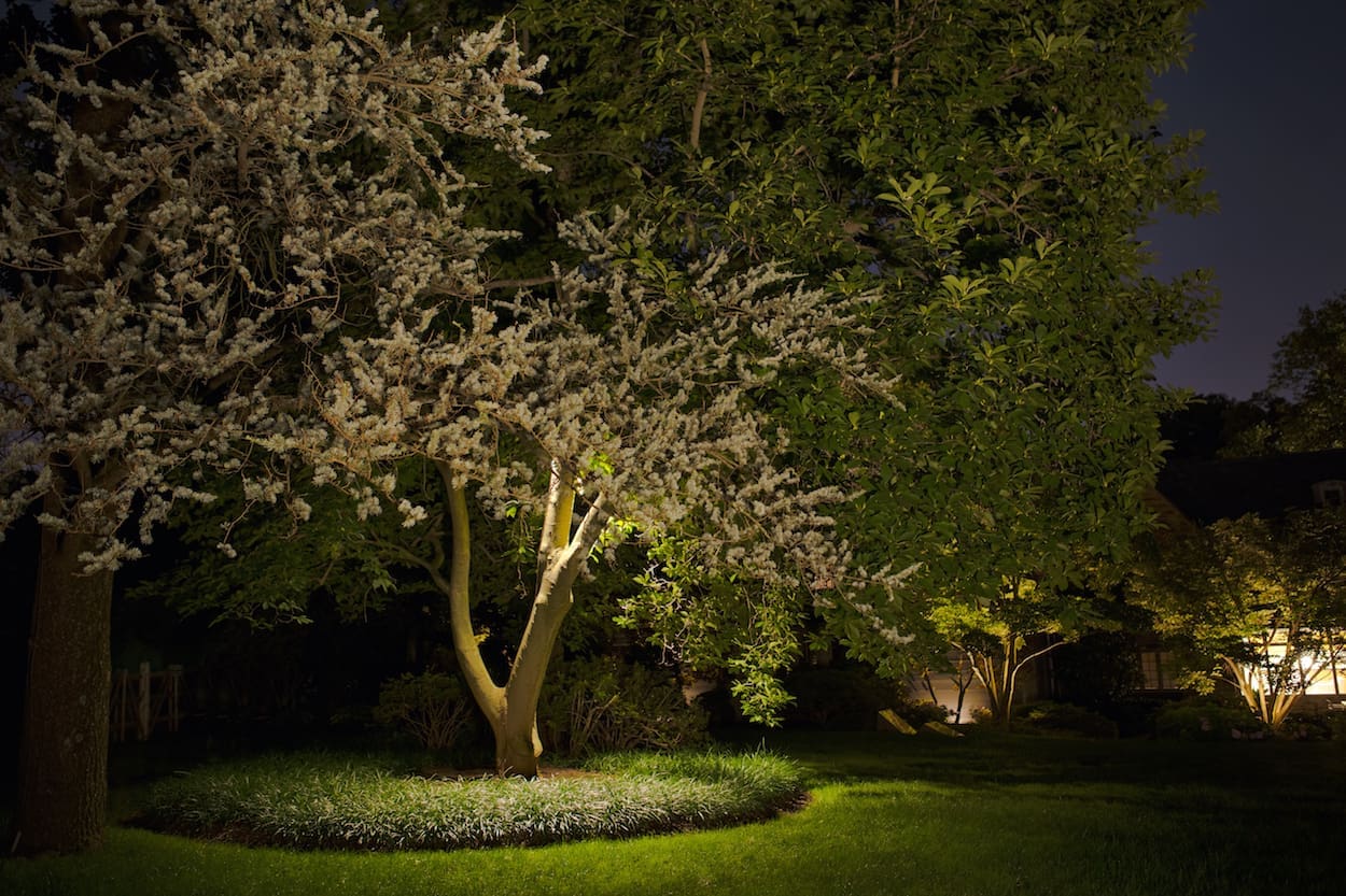 tree and bedding border with up lighting