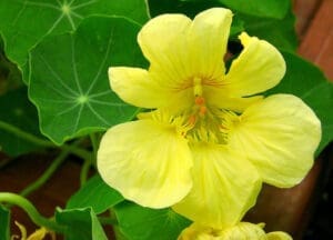 nasturtium blossom