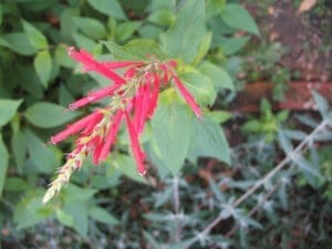Pineapple Sage. Creative Commons photo by Laurel O'donnell