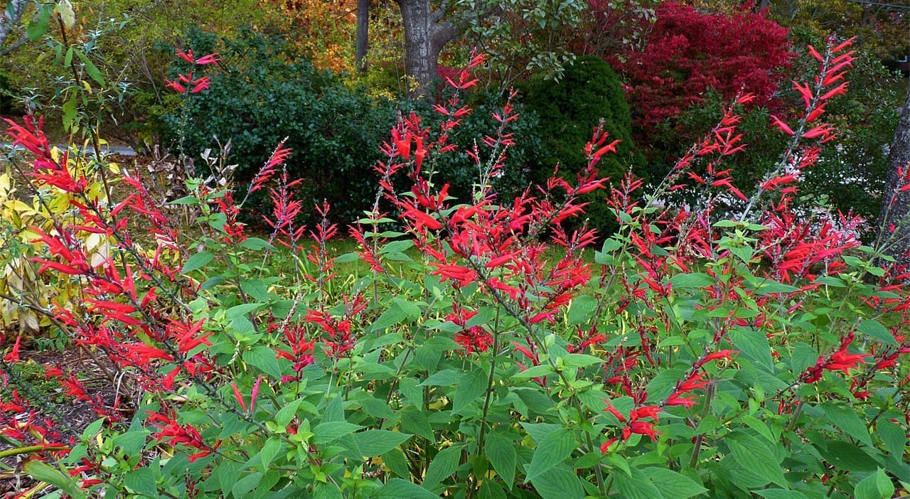 pineapple sage field