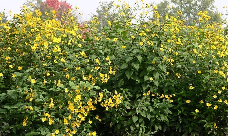 full sized grove of jerusalem artichoke