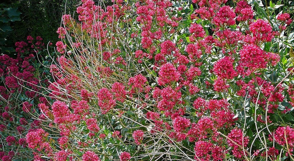 valerian bush in full bloom
