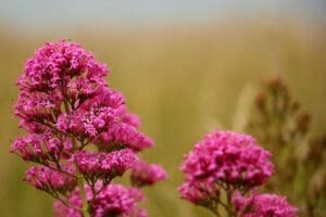 valerian flower clusters