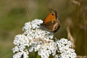 white yarrow flower