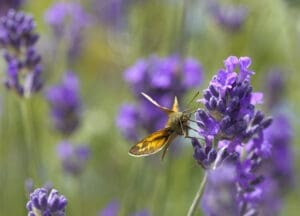 lavender flower cluster and butterfly