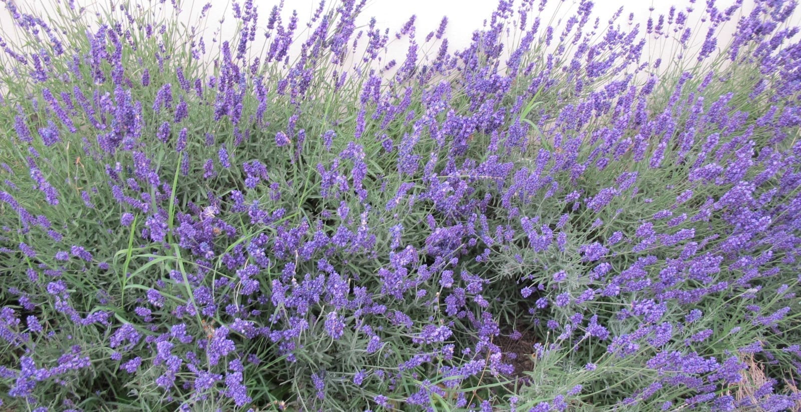 lavender bush