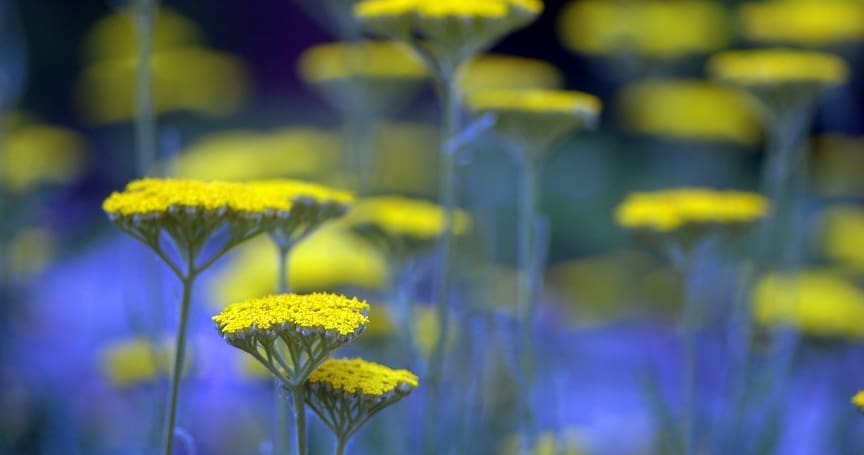 yellow yarrow flowers