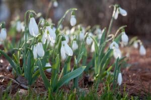 01-snowdrops_colorblends