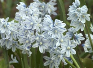 striped squill flowering bulb