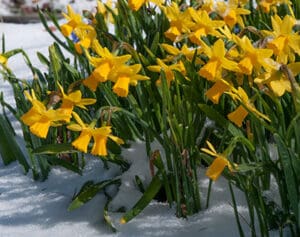 tet-a-tete daffodil in snow