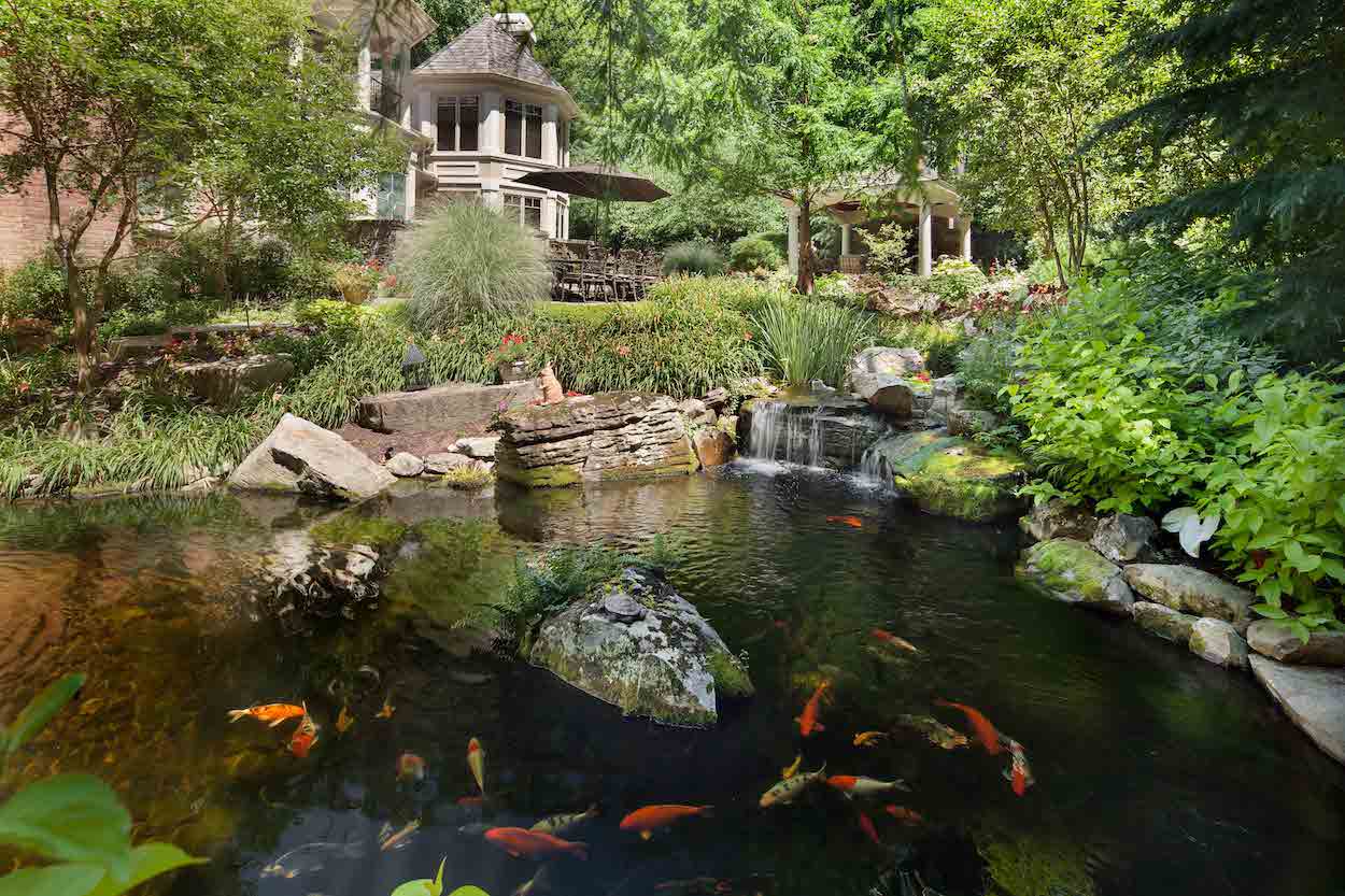 koi fish in pond