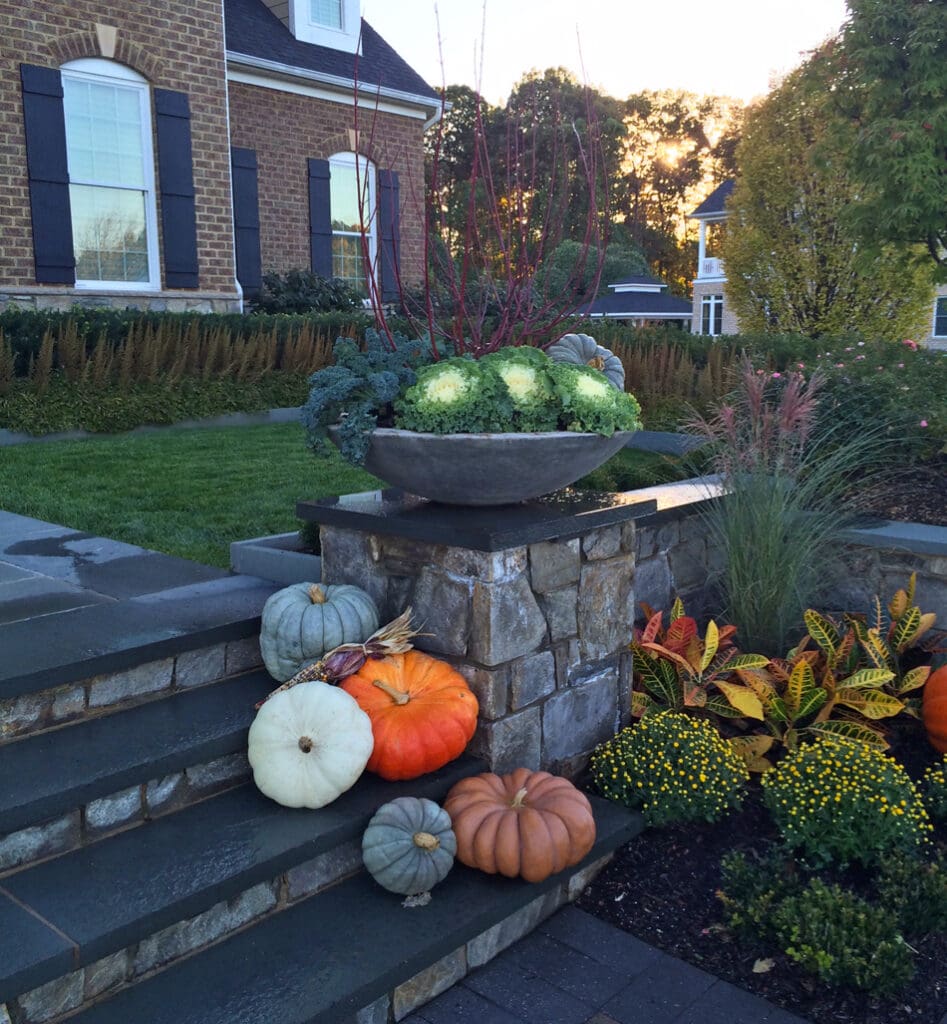 blue-pumpkins-ornamental-cabbage