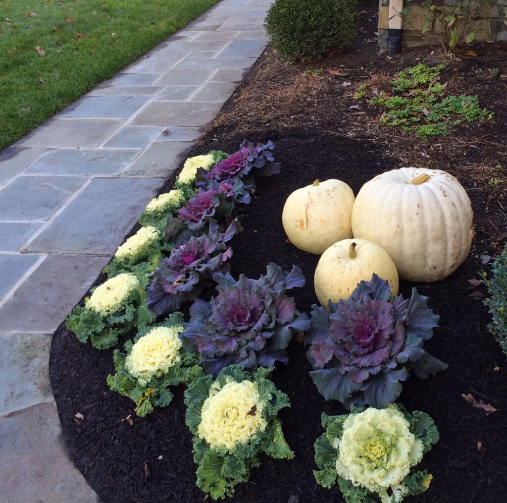 planting bed with white-pumpkins-ornamental-cabbage