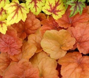 heuchera-southern-comfort