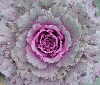 rnamental-cabbage