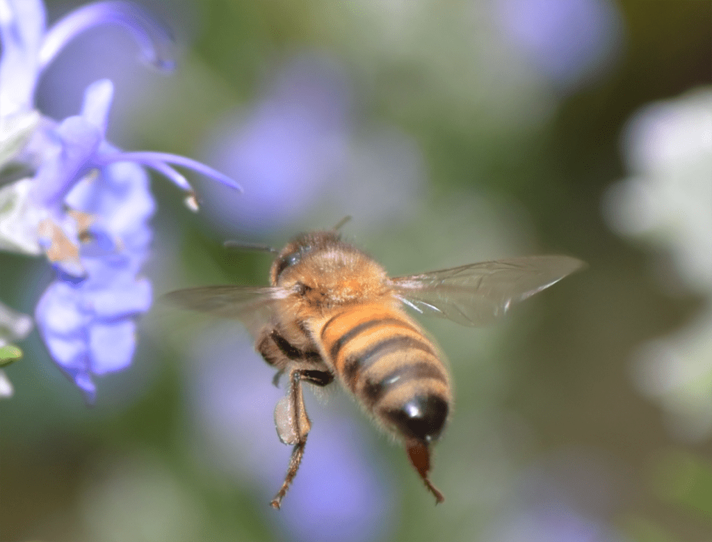honeybee and purple flower