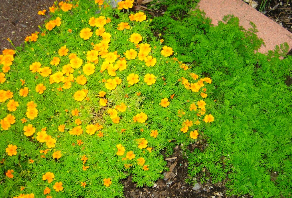 edible marigolds and carrots